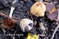 Coprinellus bipellis-amf1916